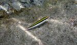 Endnu en 'goby'. Der findes mange forskellige slags. De fleste er kun 3-5 cm lange. Endnu en 'goby'. Der findes mange forskellige slags. De fleste er kun 3-5 cm lange.