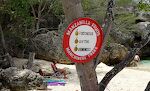 Disse giftige træer ses overalt på Curaçao. Grenene og bladene er også giftige, så man skal ikke stå under et manchineel træ, når det regner. Disse giftige træer ses overalt på Curaçao. Grenene og bladene er også giftige, så man skal ikke stå under et manchineel træ, når det regner.