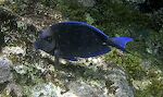 En 'blue tang'. En 'blue tang'.