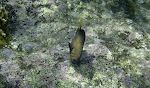 En 'yellowtail damselfish'. En 'yellowtail damselfish'.
