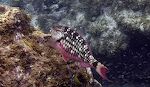 Her er en 'stoplight parrotfish' i sit unge stadie. Dem ser vi mange af. Nogle af dem er mere røde end andre. Her er en 'stoplight parrotfish' i sit unge stadie. Dem ser vi mange af. Nogle af dem er mere røde end andre.