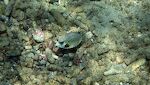 En 'smooth trunkfish'. En 'smooth trunkfish'.