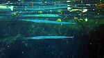 Nærbillede af et par 'needlefish'. Nærbillede af et par 'needlefish'.