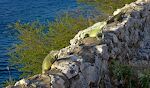 Det er nu blevet aften, og leguanerne soler sig på muren i håb om at blive fodret af turisterne. Det er nu blevet aften, og leguanerne soler sig på muren i håb om at blive fodret af turisterne.
