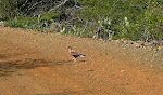 På vejen møder vi en 'caracara', som er en rovfugl, vi før har set i Texas og Mexico. På vejen møder vi en 'caracara', som er en rovfugl, vi før har set i Texas og Mexico.