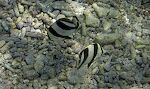 To 'banded butterflyfish'.