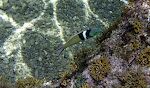En 'bluehead wrasse' i nærbillede.