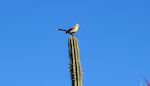 Vi går igen mod Noordpunt og ser en 'mockingbird' sidde i en kaktus. De synger lige så flot som de mockingbirds, vi havde i Californien.