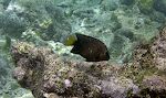En 'yellowtail damselfish'.