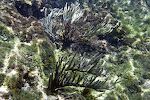 'Staghorn corals' ved den højre klippevæg, hvor der også var flest fisk.