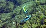 Vi tager en svømmetur i Kapoho Bay fra vores nærmeste adgang til havet. Den nederste fisk er den berømte 'humuhumunukunukuapua'a' eller 'lagoon triggerfish'.