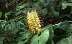 En flot kahili ginger blomst.
