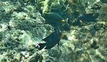 En 'orangespine unicornfish' fulgt af to 'goldring surgeonfish'.