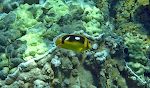 En 'fourspot butterflyfish'.