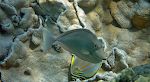 En art 'surgeonfish' foran en 'ornate butterflyfish'.