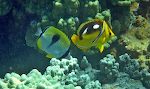 En 'teardrop butterflyfish' følges med en 'fourspot butterflyfish', mens de bliver renset af en lille 'Hawaiian cleaner wrasse'.