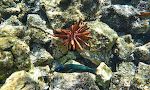 En 'saddle wrasse' svømmer forbi en 'red slate pencil urchin'.