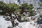 Sidste billede fra Gingilos med træer, som ligner de amerikanske 'junipers'. Turen bliver på 13 km med en stigning på 800 m.