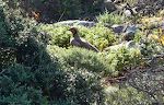 En slags agerhøne set på stien fra Moni Gouverneto til havet på Akrotiri halvøen.