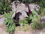 Denne lilje ser vi overalt på Kreta. Den skulle hedde 'Dracunculus vulgaris' og kaldes også 'voodoo lily' eller 'arum lily'.