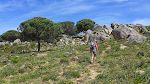 'Pinos piñoneros' træerne producerer spiselige pinjekerner ligesom de amerikanske 'pinyon pines'. 'Pinos piñoneros' træerne producerer spiselige pinjekerner ligesom de amerikanske 'pinyon pines'.