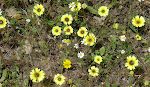 Blomsterne giver turen kolorit, og disse gule og brune blomster er blandt vores favoritter. Blomsterne giver turen kolorit, og disse gule og brune blomster er blandt vores favoritter.