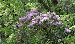 Der gror mange rhododendron i skoven, og de er i fuldt flor lige nu. Der gror mange rhododendron i skoven, og de er i fuldt flor lige nu.