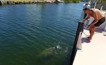Mærkeligt nok vil manatees gerne drikke ferskvand, så man kan lokke dem hen til sig med en stråle vand fra en haveslange.