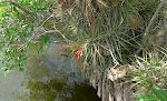 Bromeliads langs Anaconda Trail.
