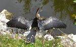 Anhingaen er i familie med skarven, men har et spidst næb, som den bruger til at spidde fiskene med.