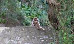 Der findes ca. 300 aber i Gibraltar af en art, som hedder 'barbary macaques'.