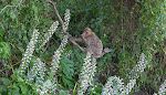 Blomsterne ser ud til at være en lækkerbisken for tiden.