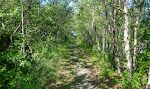 Herfra går der en sti op på fjeldet, og den går igennem en skov. På Magerøya fandtes ingen træer, men her i Kirkenes er der mange.