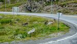 I udkanten af Storbukt kun et par km fra Honningsvåg ser vi nogle rensdyr i vejkanten. Undervejs til Nordkapp ser vi mange rensdyr langs vejen. I udkanten af Storbukt kun et par km fra Honningsvåg ser vi nogle rensdyr i vejkanten. Undervejs til Nordkapp ser vi mange rensdyr langs vejen.