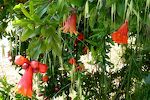 Et træ med flotte blomster i Montenegro.