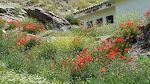 Det er højsæson for blomster i dette område. Det gør alle vores vandreture ekstra flotte.