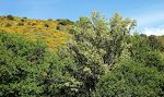 Og 'cottonwood' træerne ('los alamos' på spansk) er fulde af 'bomuld'.