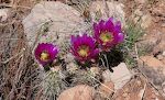 Flotte 'hedgehog cactus' blomster fotograferet på tilbagevejen.