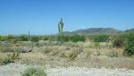 Mange af Saguaro kaktusserne er i blomst for tiden. De grønne træer med de gule blomster er palos verdes, som også er i fuld blomst lige nu.#
