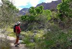Vi kommer igennem et stykke af Pima Canyon med mange gamle cottonwood træer.