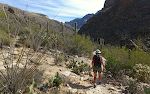 Pima Canyon er meget frodig sammenlignet med de andre canyons i Catalina Mountains.