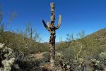 Skelettet af denne saguaro kaktus ligner en totempæl, syntes vi.