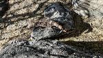 Gila monster'et er USAs eneste giftige firben. Det er ca. ½ m langt.