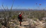 Udsigt over Tucson mellem blomstrende ocotillos.