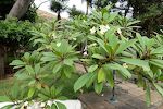 Blandt havens blomster bemærker vi de flotte frangipani blomster, som piger i Polynesien bærer over øret.