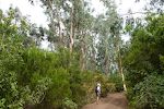 8. okt: Vi går ad en sti, der kaldes 'King of the North' fra byen Pino Alto. De høje træer er eucalyptus.