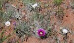 En blomstrende 'hedgehog cactus' omgivet af flere 'sego lilies', Utah's state flower.