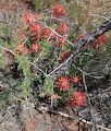 De røde blomster er 'Indian paint brush', som findes i mange forskellige nuancer af rødt.
