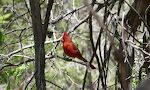 Vi ser en 'northern cardinal' i buskadset langs det sidste stykke af stien.