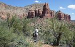 Disse træer har grene, der minder om 'mormon tea', men mormon tea planter bliver ikke så høje. Vores 'Seek' app identificerer planten som 'crucifixion thorn'.